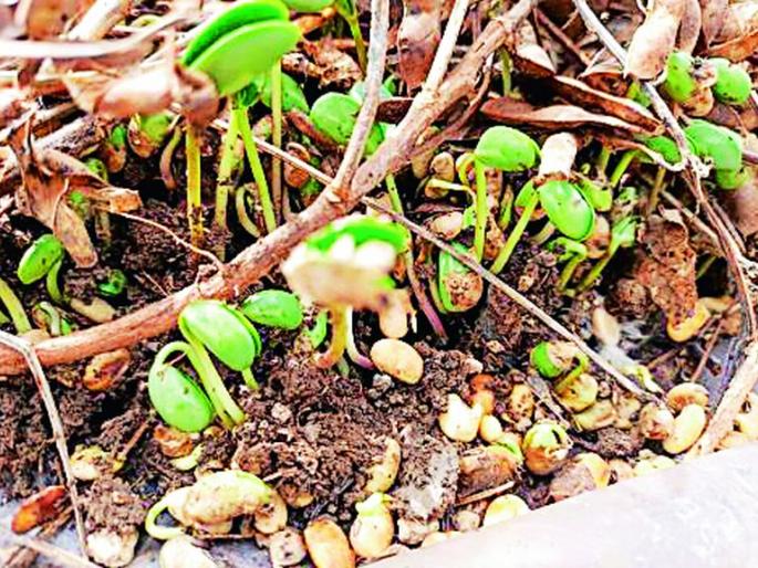 Crops in 34 thousand hectares in water | ३४ हजार हेक्टरातील पिके पाण्यात