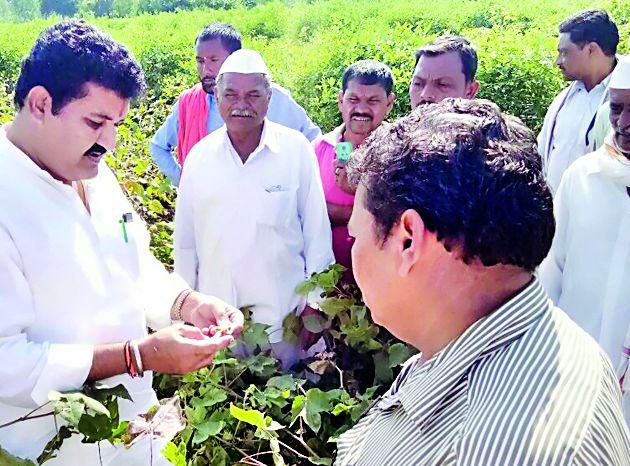 Pink larvae in the high-rise bunda | पºहाटीच्या बोंडात गुलाबी अळ्या Pink larvae in the high-rise bunda | पºहाटीच्या बोंडात गुलाबी अळ्या