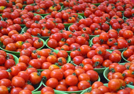 The market price of tomatoes plummeted | टमाट्याचे बाजारभाव घसरले The market price of tomatoes plummeted | टमाट्याचे बाजारभाव घसरले