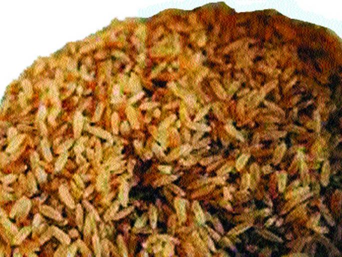 Ration rice rattling in ration | रेशनमध्ये तांदळाचा खडखडाट Ration rice rattling in ration | रेशनमध्ये तांदळाचा खडखडाट