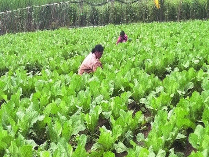 Every day, the monsoon rains are raining | रोजच मुसळधार पाऊस कोसळत असल्याने पिके पाण्याखालीच Every day, the monsoon rains are raining | रोजच मुसळधार पाऊस कोसळत असल्याने पिके पाण्याखालीच