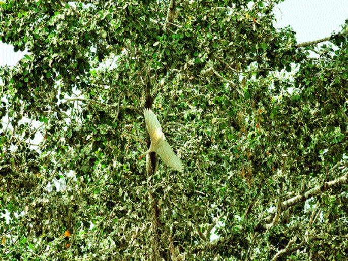 The youth's courage | युवकाच्या धाडसाने बगळ्याला जीवदान The youth's courage | युवकाच्या धाडसाने बगळ्याला जीवदान