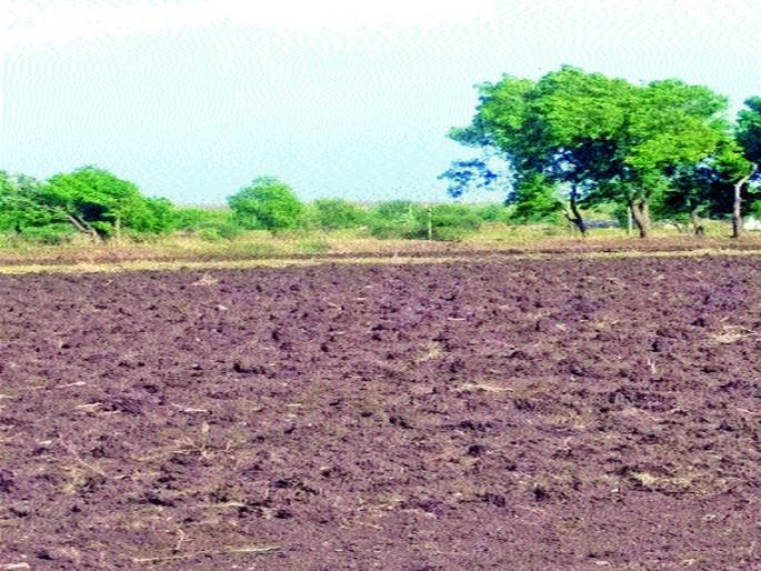  Rainfall in Sakura area; Farmer concerned | साकोरा परिसरात पावसाची ओढ; शेतकरी चिंतित