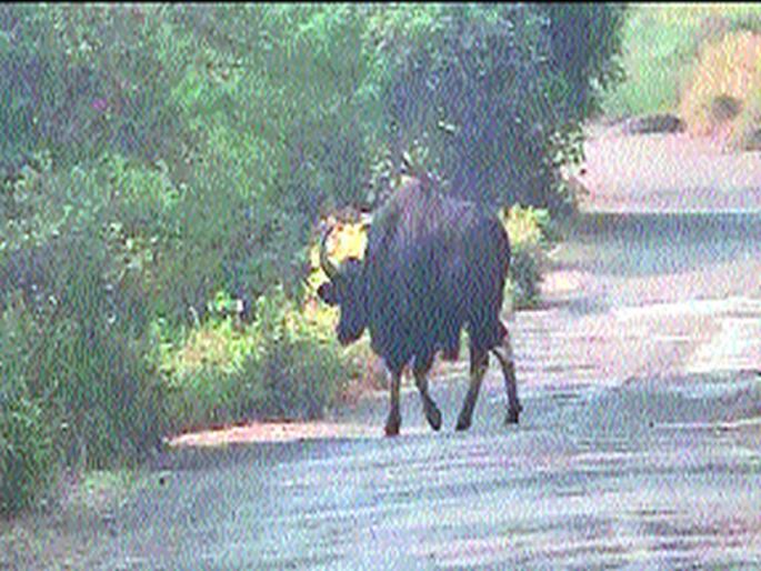 Pathardikar's eyes were hidden | पाथर्डीकरांना दृष्टीस पडला चक्क रानगवा Pathardikar's eyes were hidden | पाथर्डीकरांना दृष्टीस पडला चक्क रानगवा