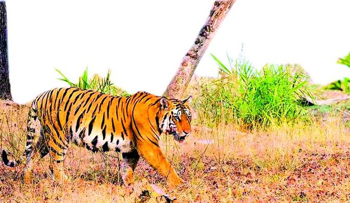Impact on tiger habitat due to increasing tourism | वाढत्या पर्यटनामुळे वाघांच्या अधिवासासह वागणुकीवर परिणाम Impact on tiger habitat due to increasing tourism | वाढत्या पर्यटनामुळे वाघांच्या अधिवासासह वागणुकीवर परिणाम