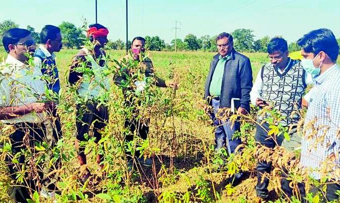 This year, the production of turi in the district will decrease by nine quintals per hectare | यंदा जिल्ह्यात तुरीच्या उत्पादनात येणार हेक्टरी नऊ क्विंटलची घट This year, the production of turi in the district will decrease by nine quintals per hectare | यंदा जिल्ह्यात तुरीच्या उत्पादनात येणार हेक्टरी नऊ क्विंटलची घट