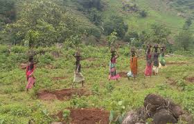 The October 15 deadline for Vanahk claims | वनहक्क दाव्यांना १५ आॅक्टोबरची डेडलाइन The October 15 deadline for Vanahk claims | वनहक्क दाव्यांना १५ आॅक्टोबरची डेडलाइन