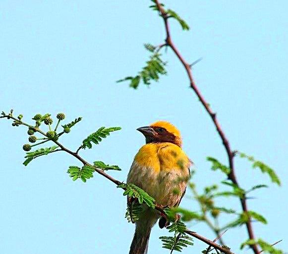 World Nature Conservation Day; 190 species of birds in Garewada forest | जागतिक निसर्ग संवर्धन दिवस; गाेरेवाडा जंगलात १९० प्रजातीचे पक्षी  World Nature Conservation Day; 190 species of birds in Garewada forest | जागतिक निसर्ग संवर्धन दिवस; गाेरेवाडा जंगलात १९० प्रजातीचे पक्षी