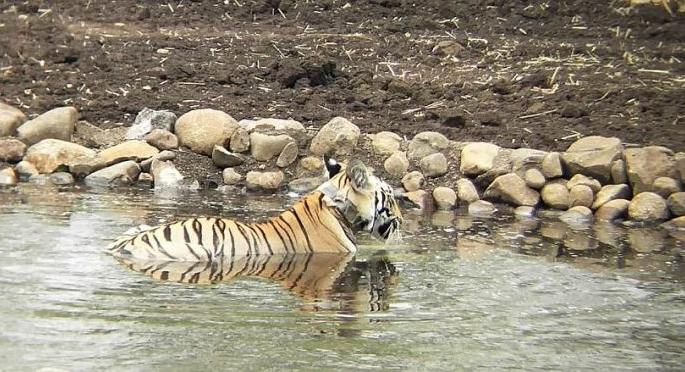 The Elephant watch on E-One Tigress, which was in Melghat | मेळघाटात दाखल झालेल्या ई-वन वाघिणीवर हत्तीवरून नजर The Elephant watch on E-One Tigress, which was in Melghat | मेळघाटात दाखल झालेल्या ई-वन वाघिणीवर हत्तीवरून नजर