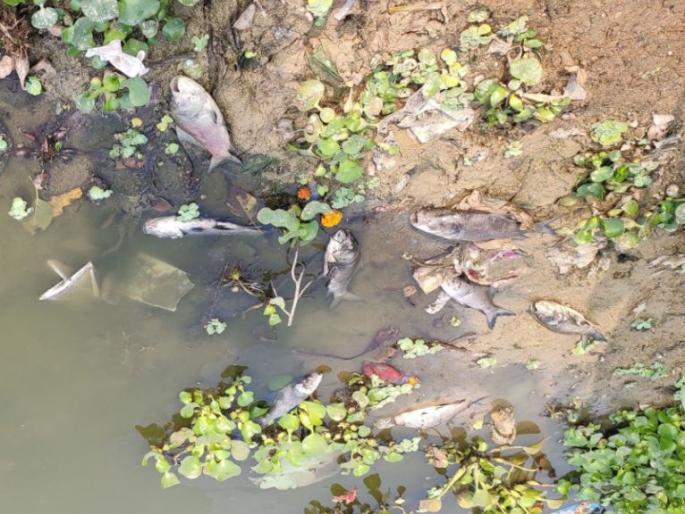 Hundreds of fish die in Ramala Lake in Chandrapur city | चंद्रपूर शहरातील रामाळा तलावातील शेकडो माशांचा मृत्यू Hundreds of fish die in Ramala Lake in Chandrapur city | चंद्रपूर शहरातील रामाळा तलावातील शेकडो माशांचा मृत्यू