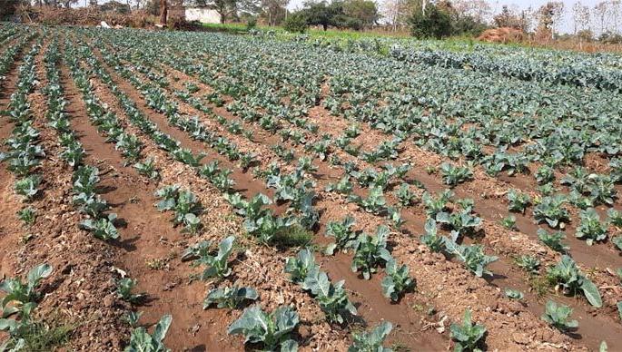 Due to perseverance and perseverance, the farmer earns an annual income of two lakhs | जिद्द आणि चिकाटीच्या जोरावर शेतकरी घेतो दोन लाखांचे वार्षिक उत्पन्न Due to perseverance and perseverance, the farmer earns an annual income of two lakhs | जिद्द आणि चिकाटीच्या जोरावर शेतकरी घेतो दोन लाखांचे वार्षिक उत्पन्न