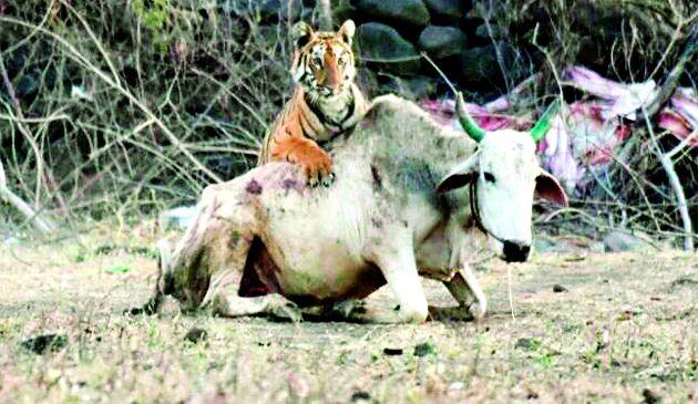 Tigress attack on bullock in Yavatmal district | यवतमाळ जिल्ह्यात वाघिणीचा हल्ला कॅमेऱ्यात कैद