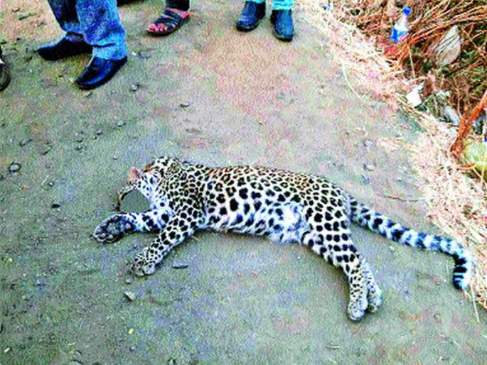 Dagger killed in the crash | भरधाव वाहनाच्या धडकेत बिबट्या ठार Dagger killed in the crash | भरधाव वाहनाच्या धडकेत बिबट्या ठार