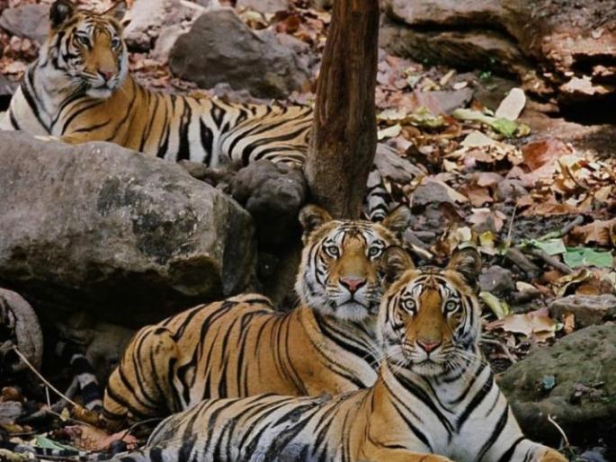 World Tiger Day; India has the most tigers in the world | २९ जुलै; जागतिक व्याघ्र दिन; जगात सर्वाधिक वाघ भारतात World Tiger Day; India has the most tigers in the world | २९ जुलै; जागतिक व्याघ्र दिन; जगात सर्वाधिक वाघ भारतात