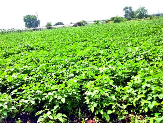 Soyabean peak in the heart | एकलहऱ्यात बहरले सोयाबीनचे पीक Soyabean peak in the heart | एकलहऱ्यात बहरले सोयाबीनचे पीक