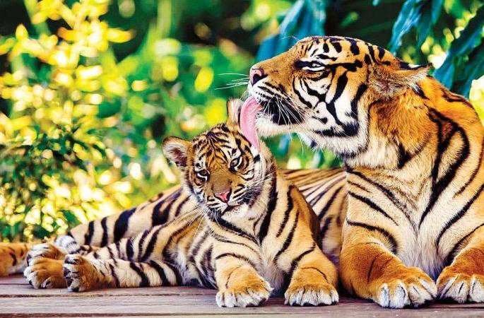 331 tigers, 669 bibs in the state; Report released by Indian Wildlife Institute | राज्यात ३३१ वाघ, ६६९ बिबट; भारतीय वन्यजीव संस्थानकडून अहवाल जाहीर