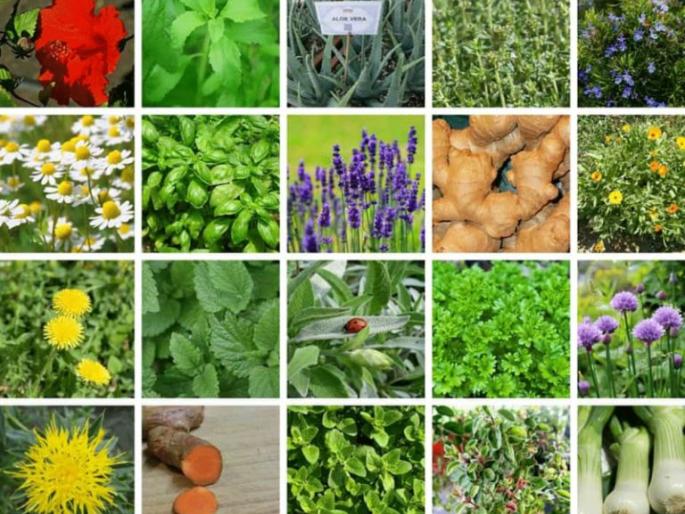 World Nature Conservation Day; Over 160 plant species in danger | जागतिक निसर्ग संवर्धन दिन; १६० च्यावर वनस्पती प्रजाती धोक्यात World Nature Conservation Day; Over 160 plant species in danger | जागतिक निसर्ग संवर्धन दिन; १६० च्यावर वनस्पती प्रजाती धोक्यात