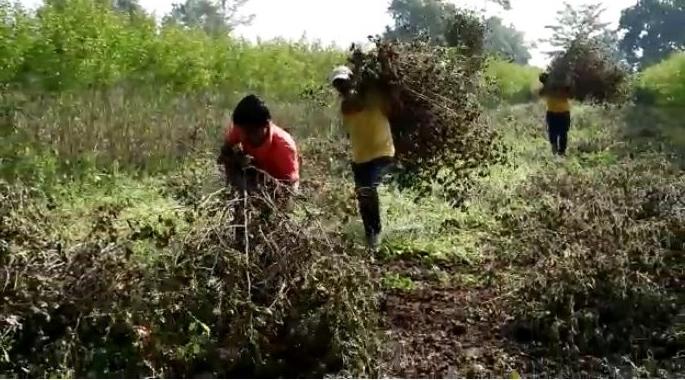 In Yavatmal district only 40% cotton is in the hands of farmers | यवतमाळ जिल्ह्यात केवळ ४० टक्के कापूस शेतकऱ्यांच्या हाती In Yavatmal district only 40% cotton is in the hands of farmers | यवतमाळ जिल्ह्यात केवळ ४० टक्के कापूस शेतकऱ्यांच्या हाती