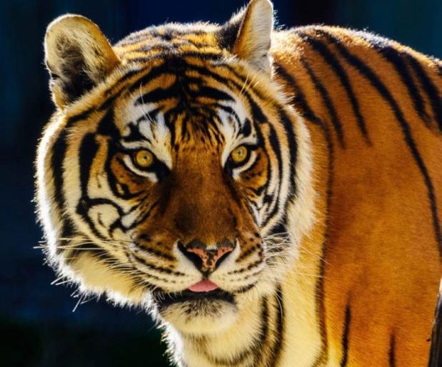 Tiger's horror again in Wardha district | वर्धा जिल्ह्यात पुन्हा वाघाची दहशत