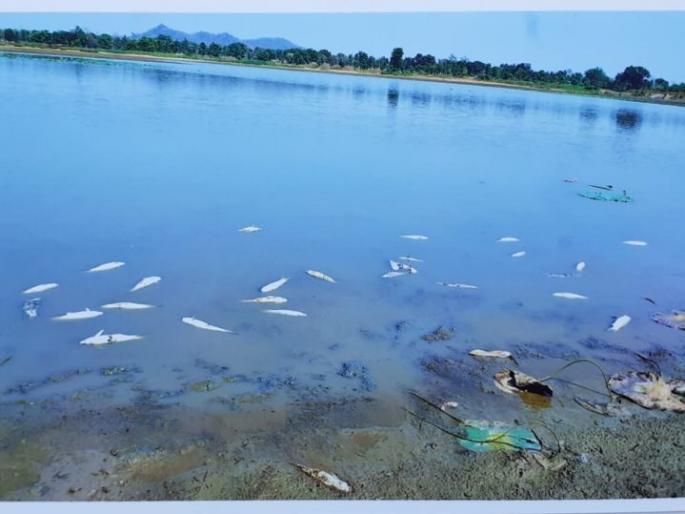 Hundreds of fish died due to heat in Gondia district | गोंदिया जिल्ह्यात उष्णतेमुळे शेकडो मासोळ्या मृत्युमुखी Hundreds of fish died due to heat in Gondia district | गोंदिया जिल्ह्यात उष्णतेमुळे शेकडो मासोळ्या मृत्युमुखी