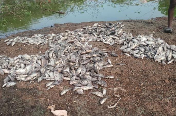 Thousands of fish died in Jhabebodi lake in Bhandara district | भंडारा जिल्ह्यातल्या जोडाबोडी तलावातील हजारो मासे मृत्युमुखी Thousands of fish died in Jhabebodi lake in Bhandara district | भंडारा जिल्ह्यातल्या जोडाबोडी तलावातील हजारो मासे मृत्युमुखी