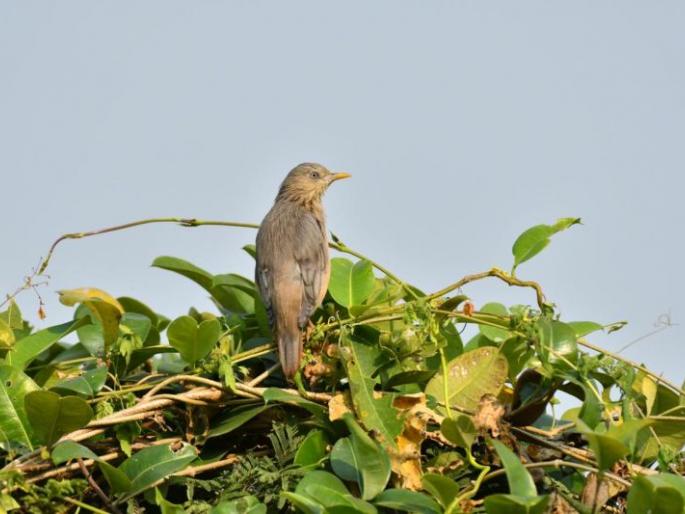 A school for birds at Gorewada Lake in Nagpur | नागपुरात गोरेवाडा तलावावर भरली पक्ष्यांची शाळा A school for birds at Gorewada Lake in Nagpur | नागपुरात गोरेवाडा तलावावर भरली पक्ष्यांची शाळा