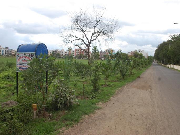Ten thousand trees are planted in the area of Sidkot | सिडकोत लोकसहभागातून दहा हजारांवर वृक्षलागवड Ten thousand trees are planted in the area of Sidkot | सिडकोत लोकसहभागातून दहा हजारांवर वृक्षलागवड
