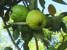 Youth lost his life due to guava wish in Nagpur | पेरूच्या मोहात युवकाने गमावला जीव; नागपुरातील घटना