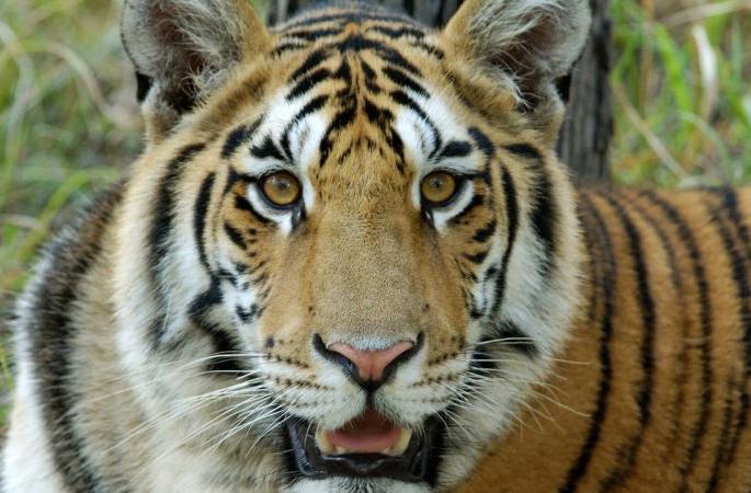 Killed in tiger attack in Chandrapur district | चंद्रपूर जिल्ह्यात वाघाच्या हल्ल्यात इसम ठार Killed in tiger attack in Chandrapur district | चंद्रपूर जिल्ह्यात वाघाच्या हल्ल्यात इसम ठार