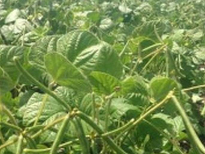 Mugh and Urine sowing are now impossible! | मुग, उडीदची पेरणी आता अशक्य ! Mugh and Urine sowing are now impossible! | मुग, उडीदची पेरणी आता अशक्य !
