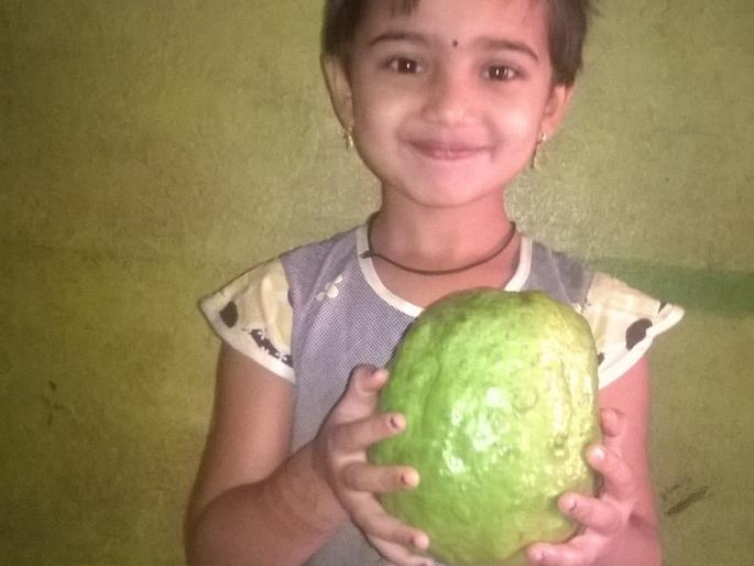 Kolhapur: Onion, vegetable prices falling, tomatoes rs 6, sugar and pulses drop in wholesale markets | कोल्हापूर :कांदा, भाजीपाल्याच्या दरात घसरण, घाऊक बाजारात टोमॅटो सहा रूपये, साखर, डाळींची घसरण थांबेना Kolhapur: Onion, vegetable prices falling, tomatoes rs 6, sugar and pulses drop in wholesale markets | कोल्हापूर :कांदा, भाजीपाल्याच्या दरात घसरण, घाऊक बाजारात टोमॅटो सहा रूपये, साखर, डाळींची घसरण थांबेना