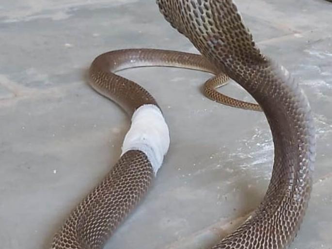 The serpent's friend gave his life to Nagaraja | जखमी नागावर उपचार : कापरीत सर्पमित्रांनी नागराजाला दिले जीवदान The serpent's friend gave his life to Nagaraja | जखमी नागावर उपचार : कापरीत सर्पमित्रांनी नागराजाला दिले जीवदान