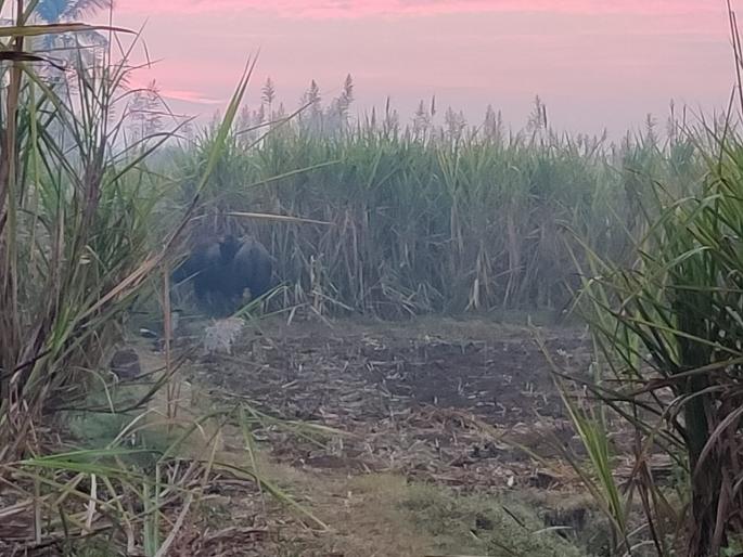 They returned to the Gave forest in Shinganapur area | शिंगणापूर परिसरातील ते गवे जंगलात परतले
