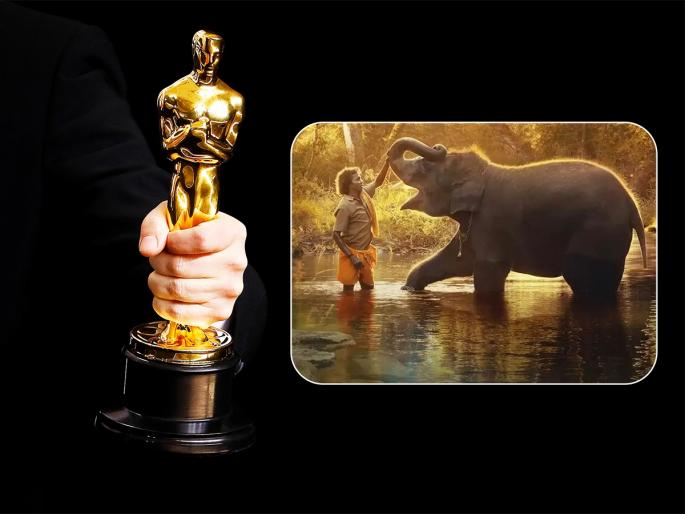 The Elephant Whisperer Wins Oscar Award 2023 know the story | The Elephant Whisperer Won Oscar Award 2023: ऑस्कर जिंकणाऱ्या ‘द एलिफंट व्हिस्परर्स’ची कथा आहे तरी काय? 