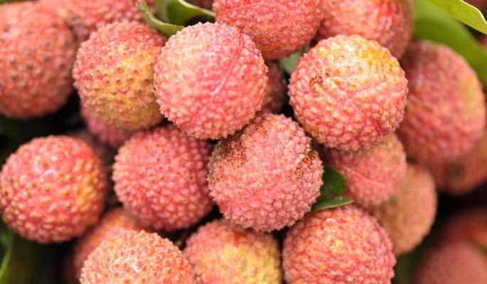 Research on the board of BARC scientists | बीएआरसीच्या शास्त्रज्ञांचे बोर्डीत लिचीवर संशोधन