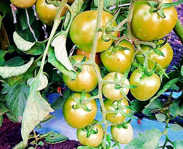 10 lakh tomatoes in one acre | एका एकरात दहा लाखांचे टोमॅटो 10 lakh tomatoes in one acre | एका एकरात दहा लाखांचे टोमॅटो