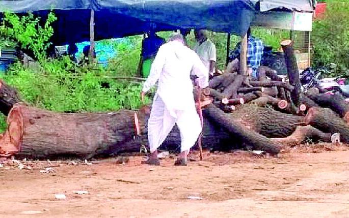 33 crore eyes; Slaughter of living trees | ३३ कोटींकडे डोळे; जिवंत झाडांची कत्तल 33 crore eyes; Slaughter of living trees | ३३ कोटींकडे डोळे; जिवंत झाडांची कत्तल