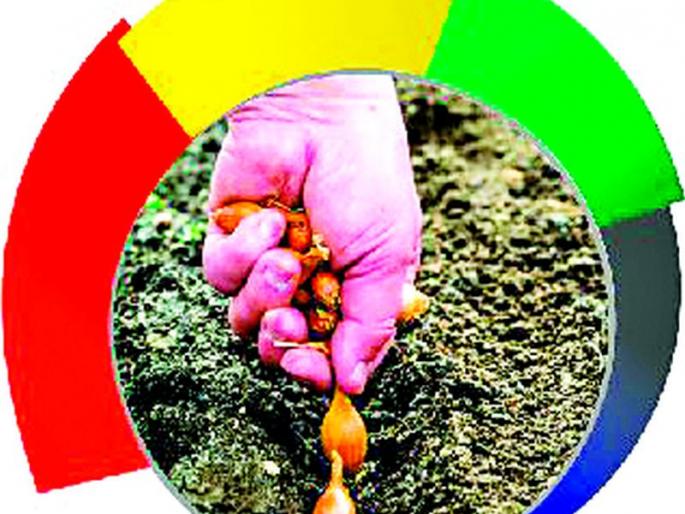 Rising seed prices will offset onion losses! | बियाण्याच्या दरात वाढ कांदा नुकसान भरून काढणार! Rising seed prices will offset onion losses! | बियाण्याच्या दरात वाढ कांदा नुकसान भरून काढणार!