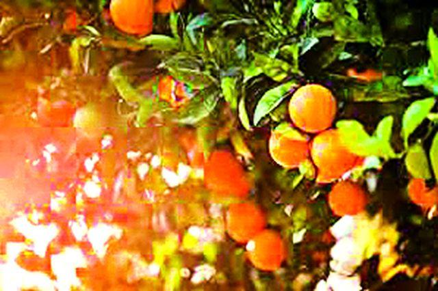 Workshop in the presence of Spanish astrologers | स्पेनच्या संत्रातज्ज्ञांच्या उपस्थितीत कार्यशाळा