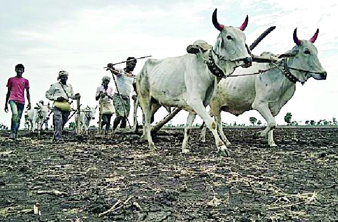 The sowing of sewad | शिवारात पेरण्यांची लगबग