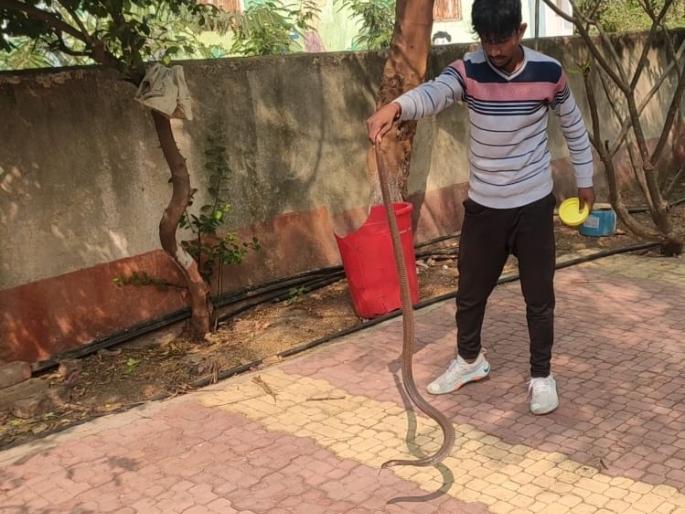 Cobra caught inside Andarsul Jayhindwadi school | अंदरसुल जयहिंदवाडी शाळेत पकडला कोब्रा Cobra caught inside Andarsul Jayhindwadi school | अंदरसुल जयहिंदवाडी शाळेत पकडला कोब्रा