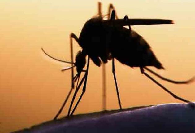 Two dengue patients were found in Beed district in December | बीड जिल्ह्यात डिसेंबरमध्ये आढळले डेंग्यूचे १८ रुग्ण Two dengue patients were found in Beed district in December | बीड जिल्ह्यात डिसेंबरमध्ये आढळले डेंग्यूचे १८ रुग्ण