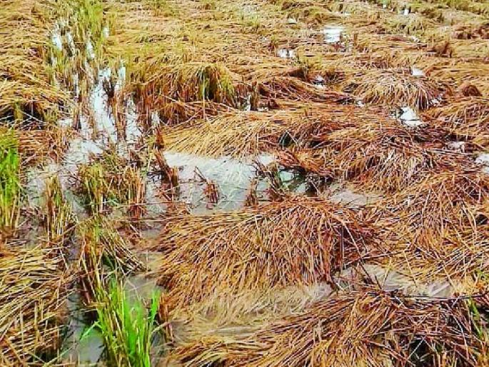 Rainfall in paddy fields | धानाच्या कोठारात पावसाने केला घात Rainfall in paddy fields | धानाच्या कोठारात पावसाने केला घात