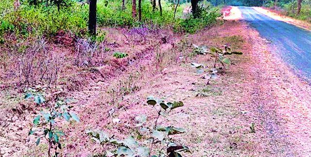 Mud, hundreds of trees in Nakadongri are in death trap | चिखला, नाकाडोंगरीतील शेकडो झाडे मृत्यूच्या दाढेत