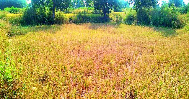 Farmer's Farmer Farmer's Name | शेतातील धान कापणीचे शेतकरी नावच घेईना Farmer's Farmer Farmer's Name | शेतातील धान कापणीचे शेतकरी नावच घेईना