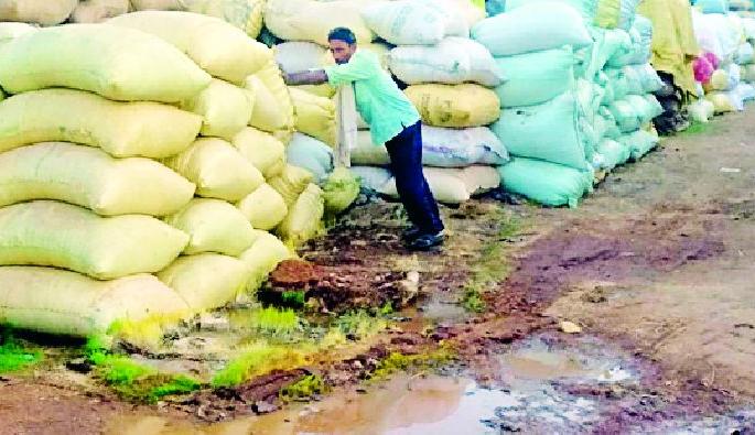 Paddy sprouted in sacks at the shopping center | खरेदी केंद्रावर पोत्यात अंकुरले धान Paddy sprouted in sacks at the shopping center | खरेदी केंद्रावर पोत्यात अंकुरले धान
