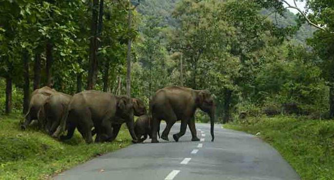 Wild elephants to present upheaval in winter session; Two victims so far | जंगली हत्ती मांडणार हिवाळी अधिवेशनात उच्छाद; आतापर्यंत दाेघांचे बळी