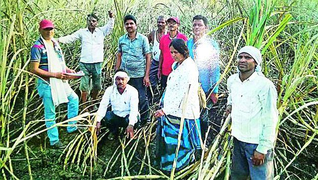 Sparkling cane fire in the field | स्पार्किंगने शेतातील उसाला आग