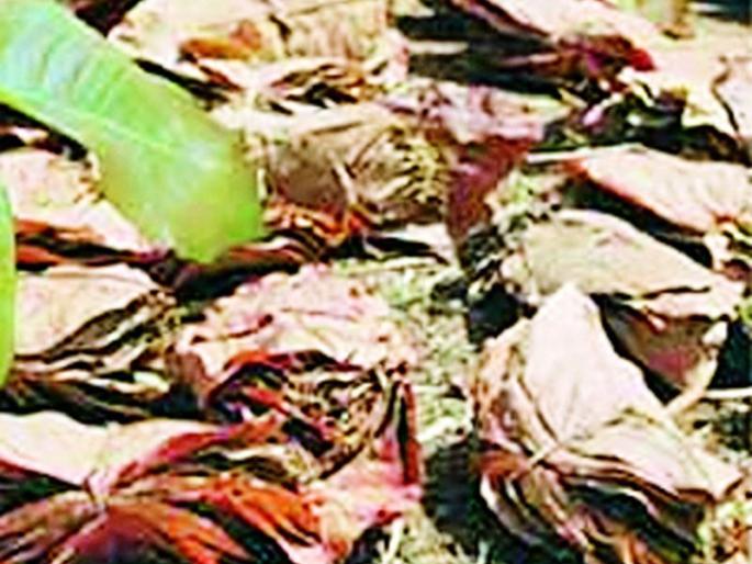 Bid on the bidi industry in the district | जिल्ह्यातील बिडी उद्योगावर अवकळा Bid on the bidi industry in the district | जिल्ह्यातील बिडी उद्योगावर अवकळा