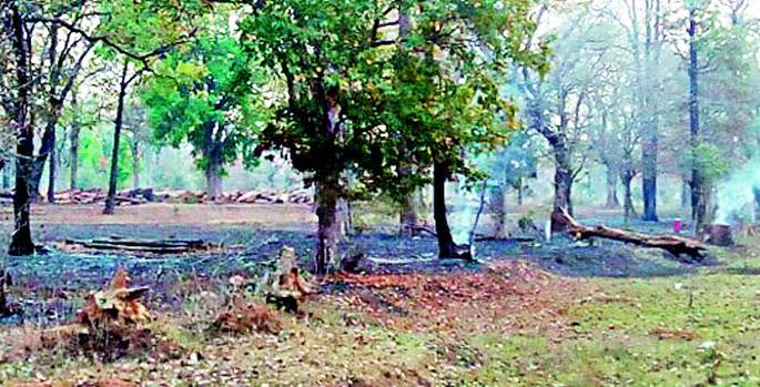 The dry furrows in the forest fell | जंगलातील पाणवठे पडले कोरडे ठणठणाट The dry furrows in the forest fell | जंगलातील पाणवठे पडले कोरडे ठणठणाट